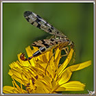 Mouche Scorpion